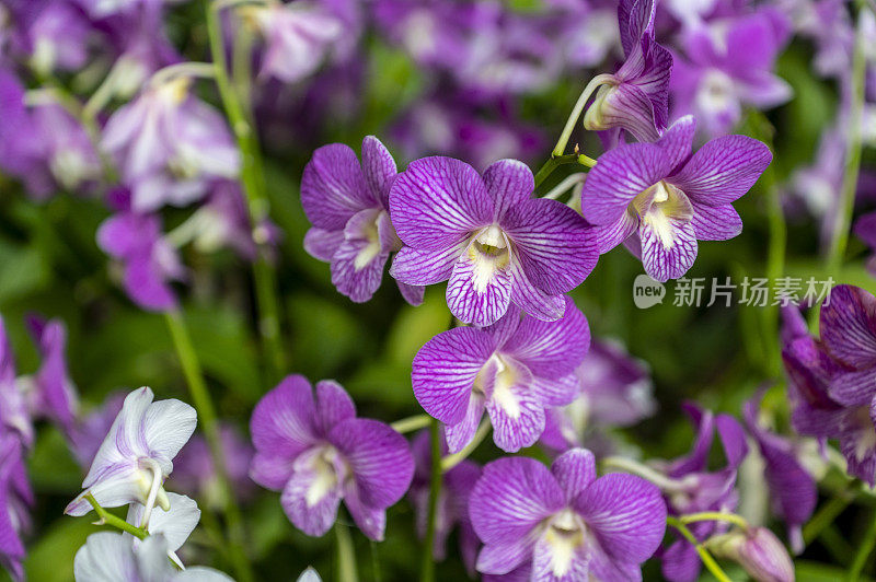 生长在曼谷的紫色兰花