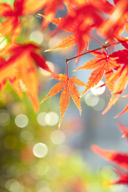秋天的日本枫树