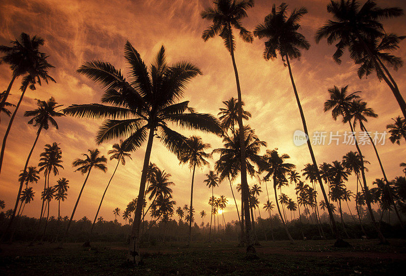 斯里兰卡hikkaduwa椰子种植园