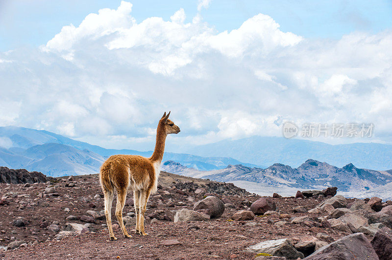 位于厄瓜多尔中部安第斯山脉的小羊驼
