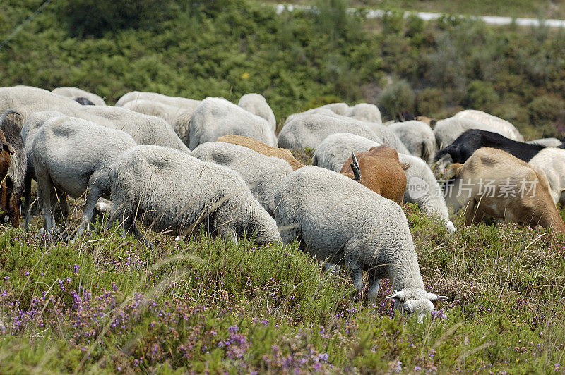 公羊和母羊