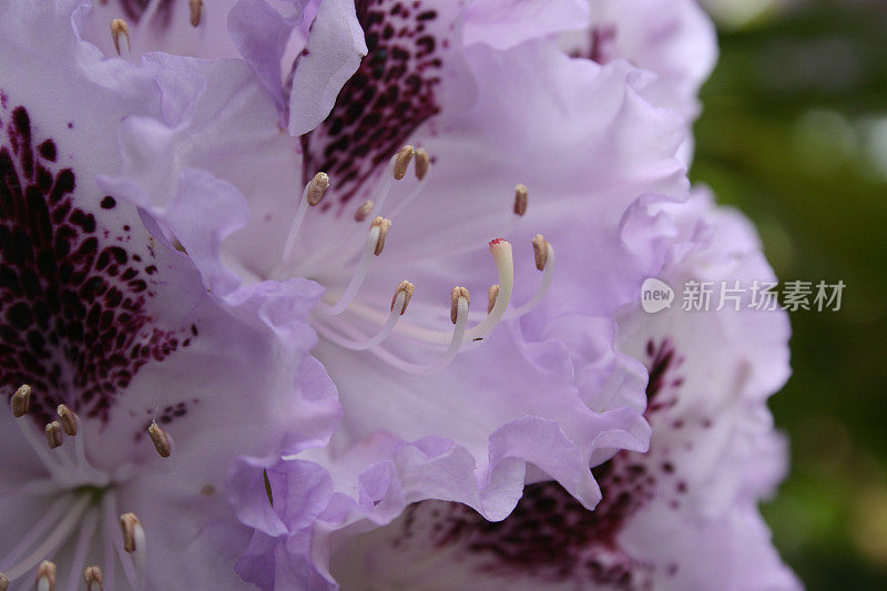 淡紫色杜鹃花和雄蕊特写