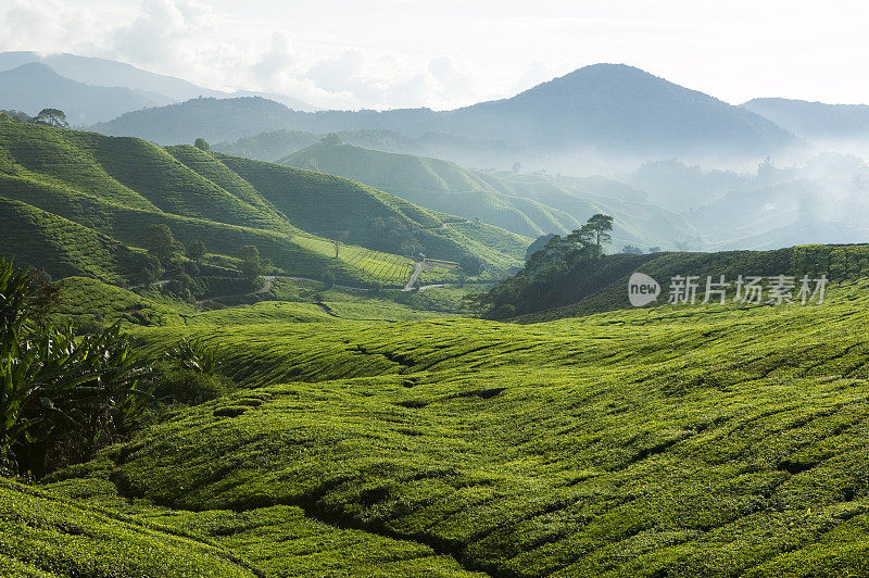 马来西亚彭亨卡梅隆高原的茶园