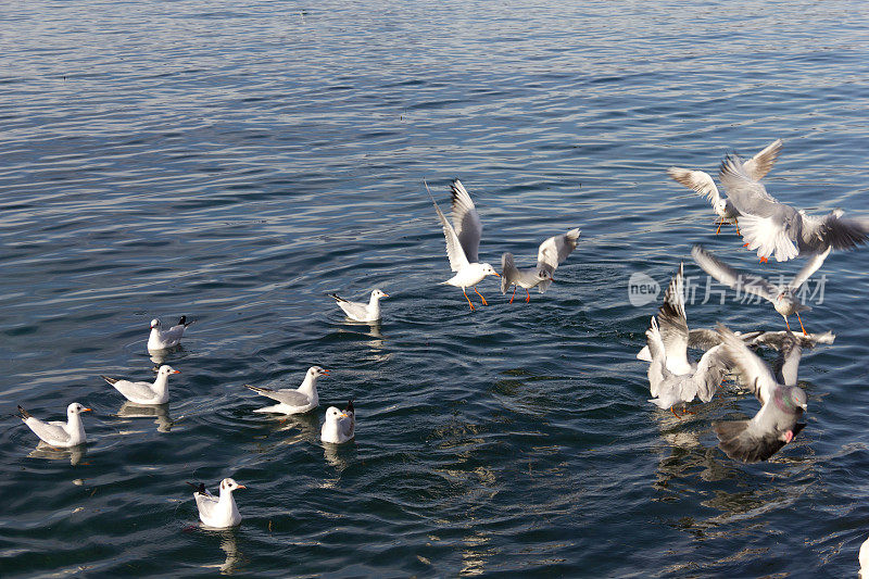 加尔达湖上的海鸥