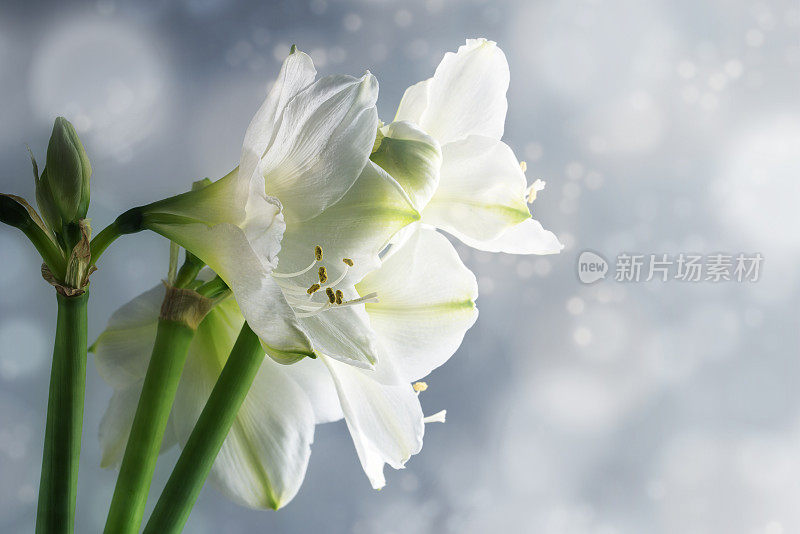 白雪皑皑的背景映衬着白色的孤挺花