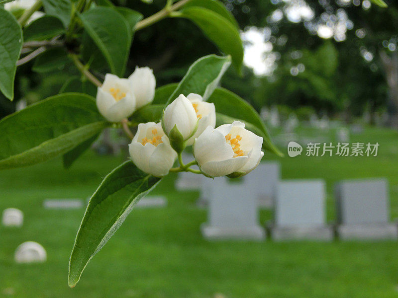 小小的花蕾在墓地里，带着墓碑