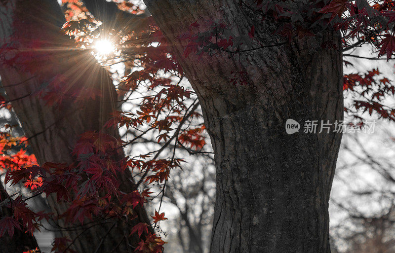 阳光穿过日本枫树