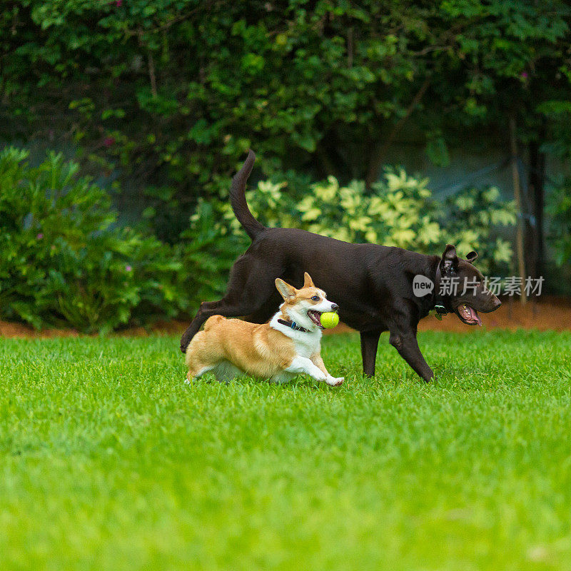 科基犬和拉布拉多