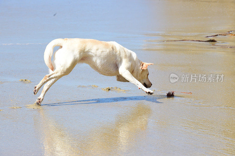 拉布拉多寻回犬