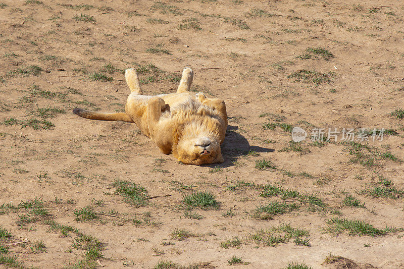 小狮子的特别午睡