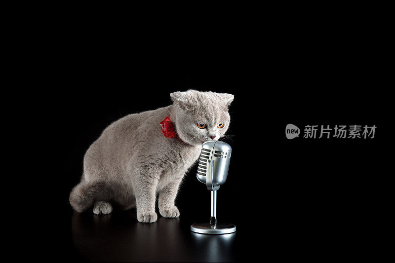 歌手的猫