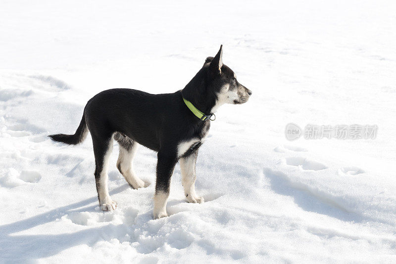 西伯利亚猎犬幼犬3个月大