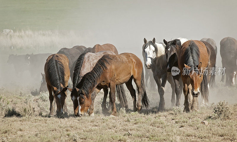 俄勒冈沙漠中的马