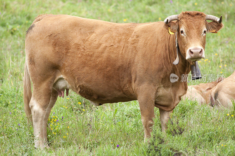 葡萄牙田里的牛