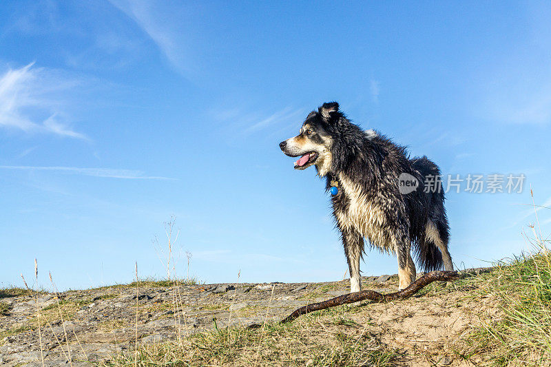 友好的边境牧羊犬在草地沙丘与木棍