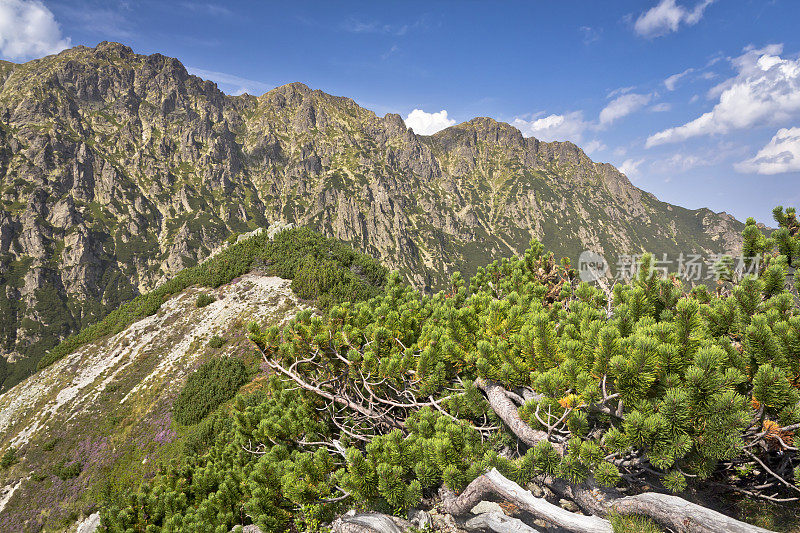 山上有根的松树，太特拉山脉