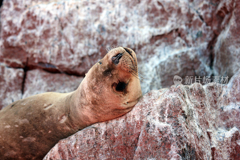 海狮在巴列斯塔斯群岛的岩石上晒太阳