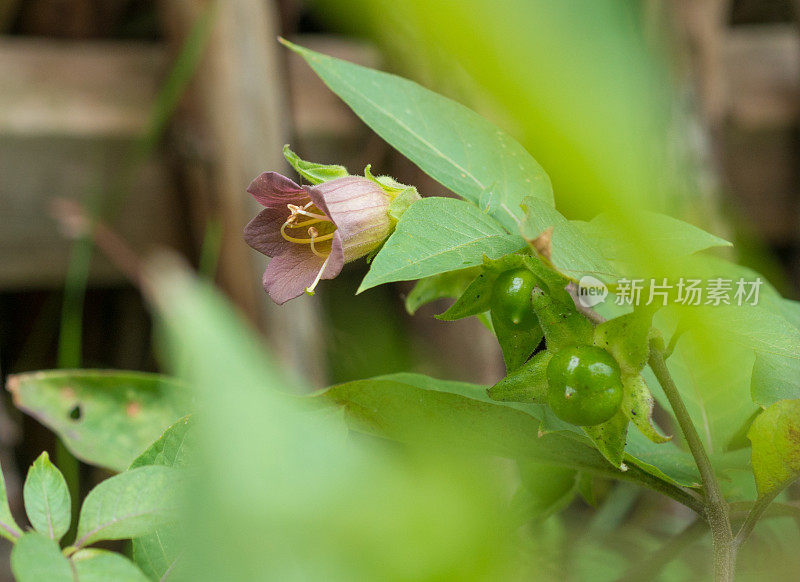 治疗草药――颠茄