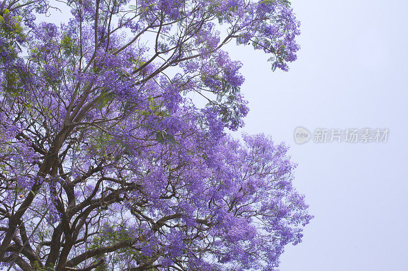 晴朗的一天，蓝花楹花盛开