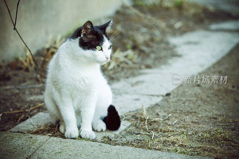 猫坐在房子外面