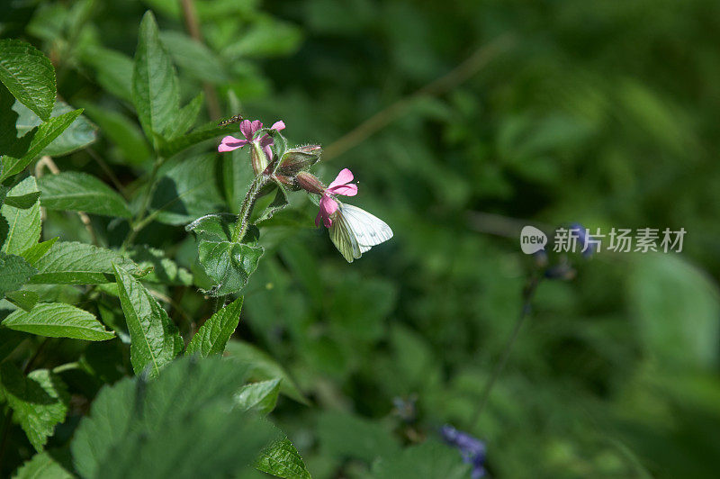 绿叶上的白蝴蝶