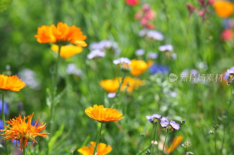 夏季草甸盆栽金盏花