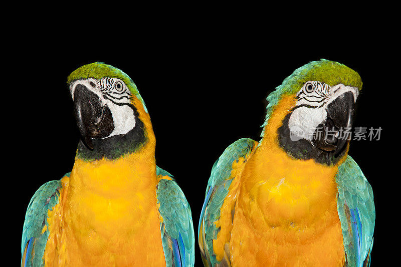 蓝黄相间的金刚鹦鹉栖息在热带雨林中