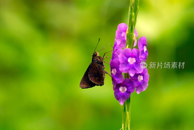 花上的飞蛾