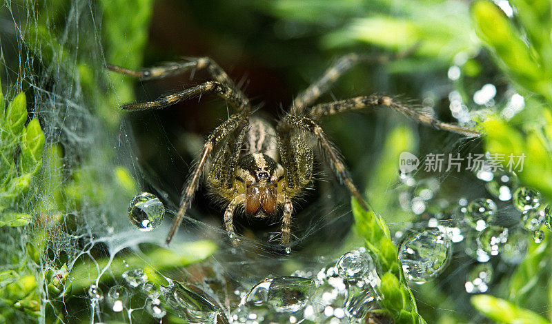 山猫蜘蛛，Oxyopidae，狩猎猎物在它的网