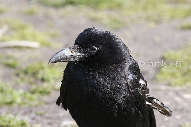 黑色的腐肉乌鸦靠近头，眼睛，嘴
