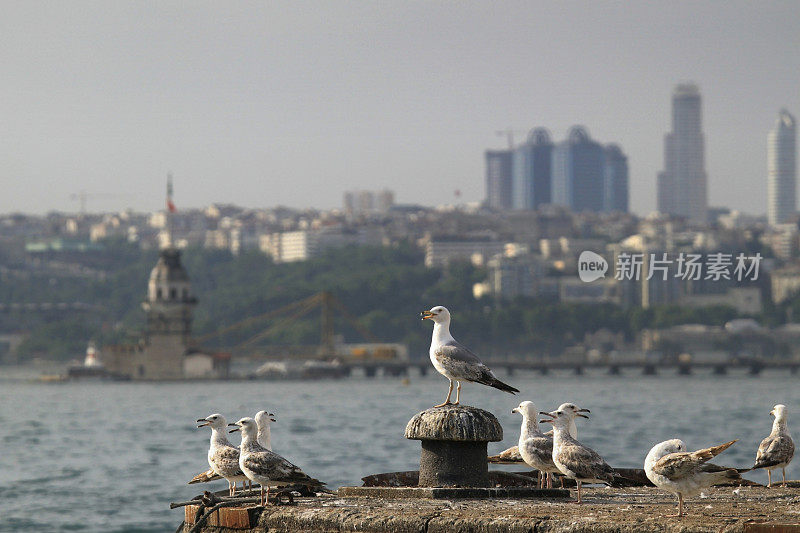 有海鸥和少女塔的伊斯坦布尔城市景观