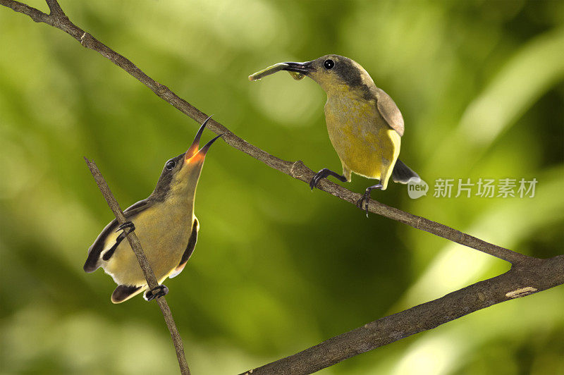 两只鸟和一只毛毛虫