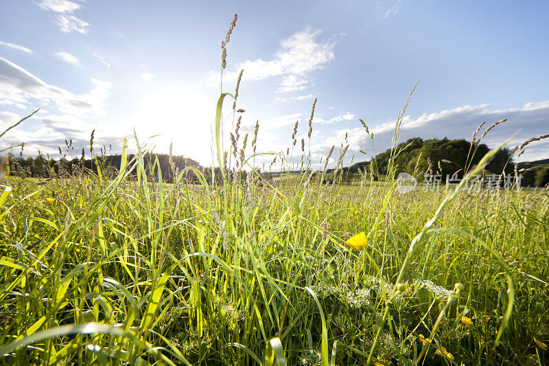 巴伐利亚春天的草地映衬着天空