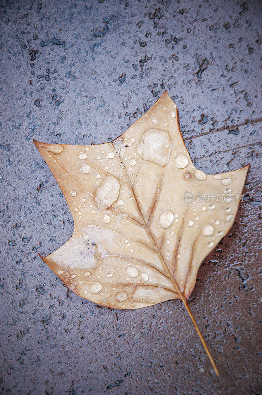 叶子上的雨滴