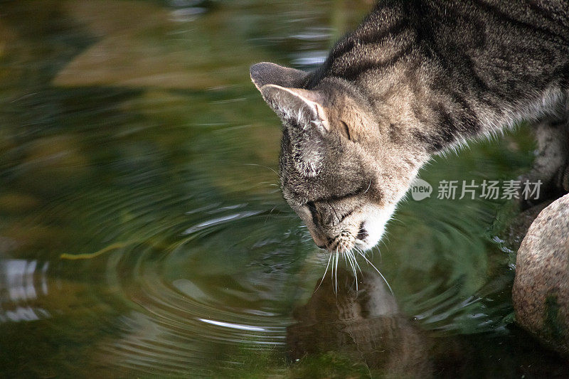 从池塘里喝水的猫