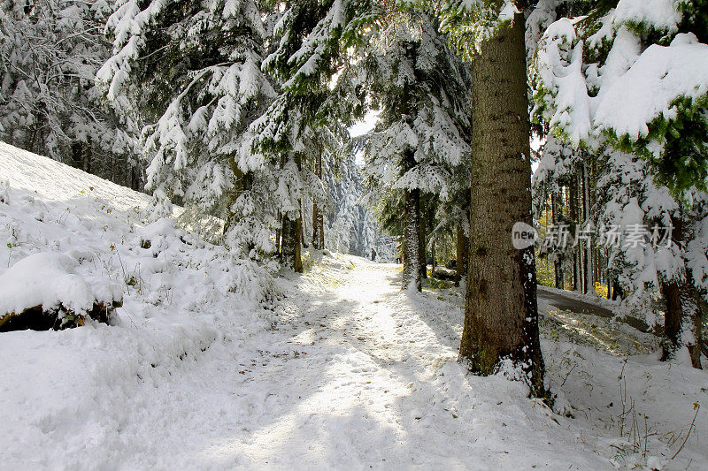 雪地小径在巴伐利亚阿尔卑斯的松树林中