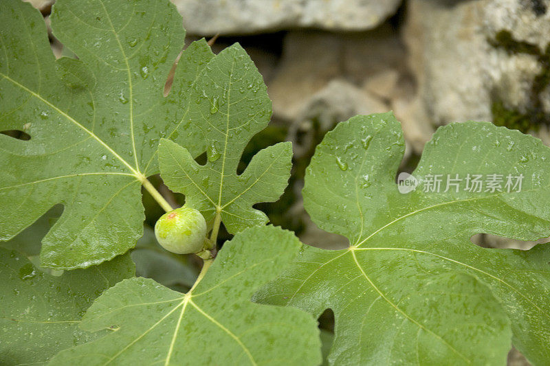 无花果成熟