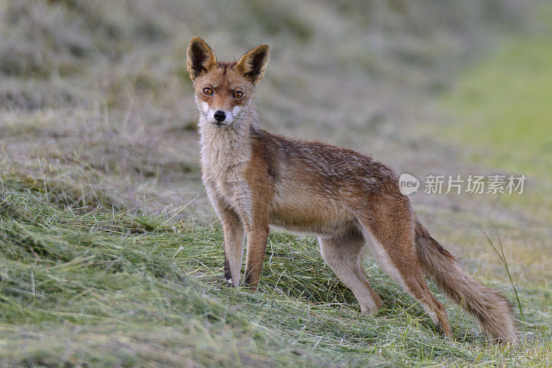 自然界中的红狐