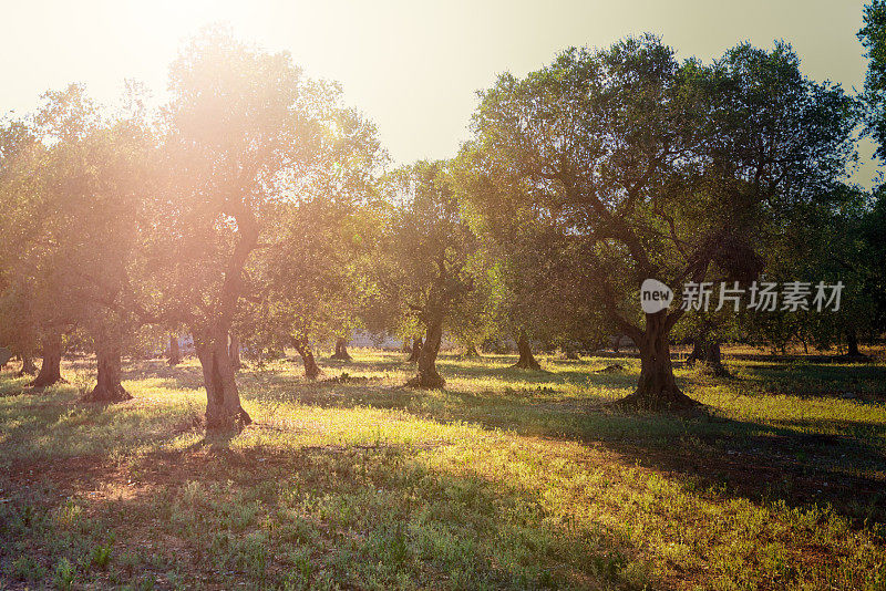 意大利南部普利亚橄榄种植园清晨的阳光。