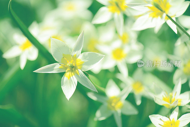 美丽的春天的花朵