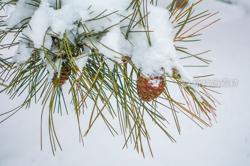 松树针带雪