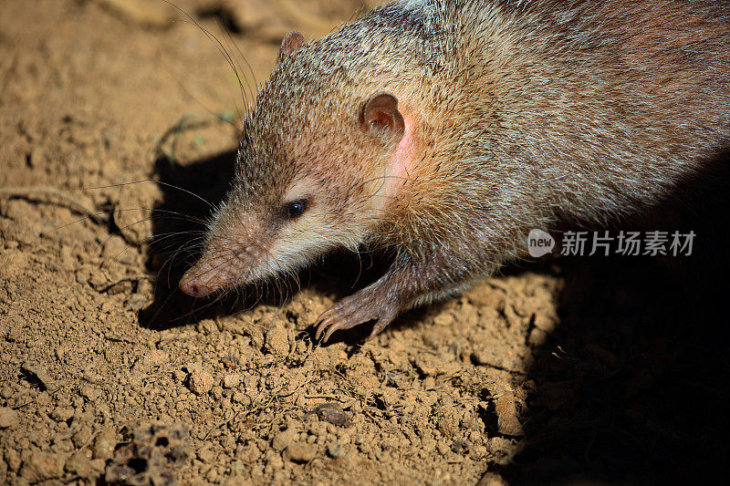 马达加斯加:Mantadia国家公园的Tenrec