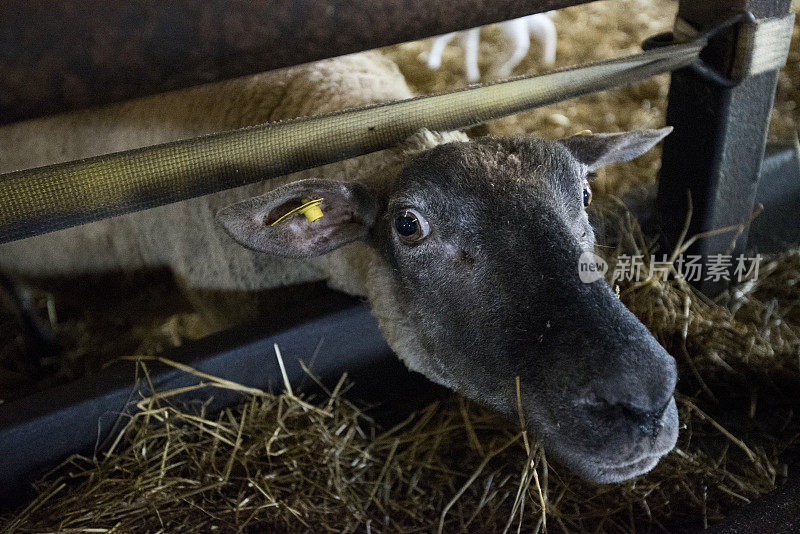 在室内牲口棚里吃干草的绵羊