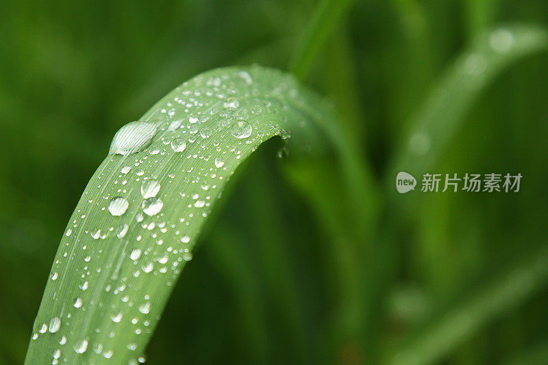 绿色雨自然