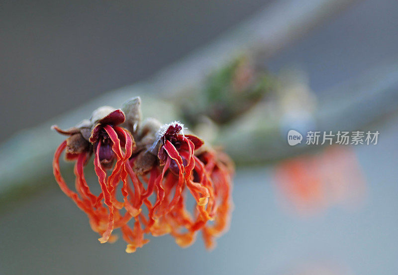 红色美国Witchhazel