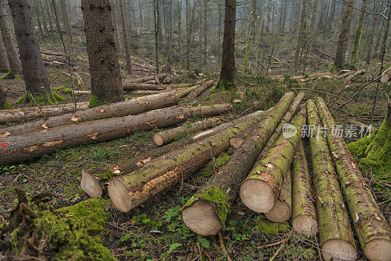森林中的一大堆原木