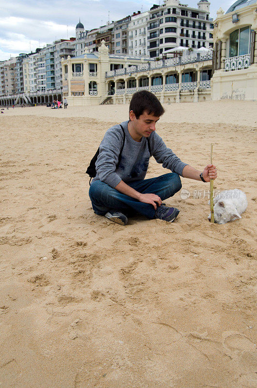 沙滩上的Westie小狗