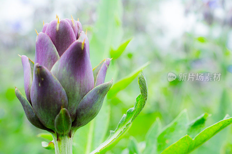 紫色洋蓟花园三焦特写