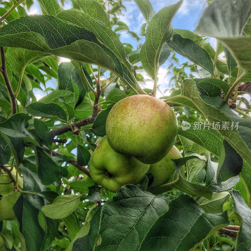 苹果在树上成熟的特写