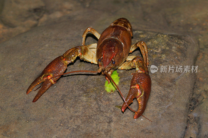 小龙虾（澳大利亚大龙虾）